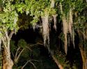 Oak Trees at Killian Palms Country Club